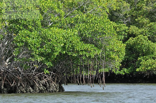 Mangroven  Everglades  Nationalpark  in der Nähe von Everglades City  Florida  USA  USA  Amerika  Natur