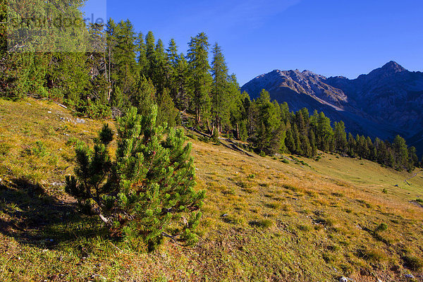 Nationalpark Berg Baum Wald Holz Morgendämmerung Kanton Graubünden Schweiz Kanton Graubünden Morgenlicht