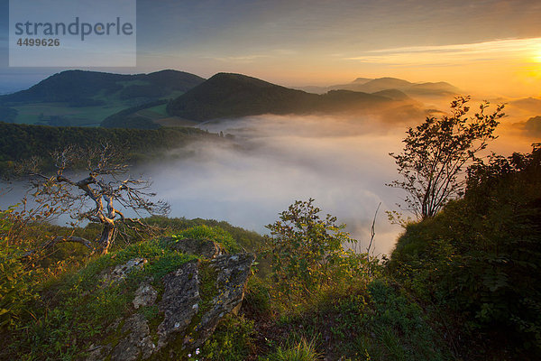 Hügel Steilküste Sonnenaufgang Wald Nebel Holz Aussichtspunkt sehen Schweiz Morgenstimmung