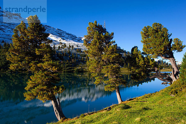 Berg Baum Spiegelung See Herbst Morgendämmerung Berner Oberland Kanton Bern Schnee Schweiz Morgenlicht