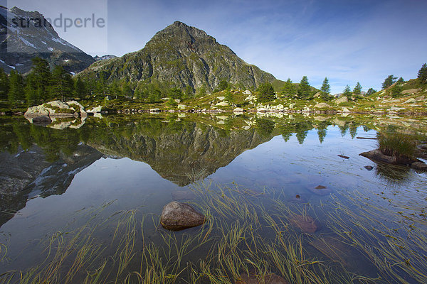 Wasserpflanze Naturschutzgebiet Spiegelung See Bergsee Schweiz Kanton Wallis