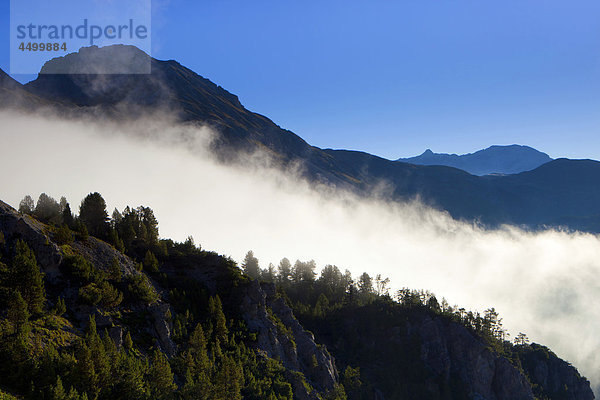 Berg Wald Nebel Holz Morgendämmerung Kanton Graubünden Schweiz Kanton Graubünden Morgenlicht