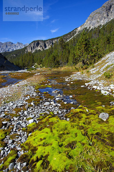 Nationalpark Berg Stein Wald Bach Holz Kanton Graubünden Moos Schweiz Kanton Graubünden