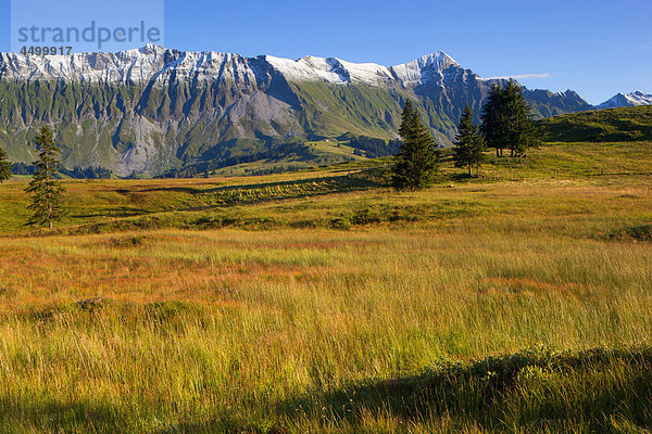 Berg Baum Herbst Kanton Luzern Schnee Schweiz Bergpanorama