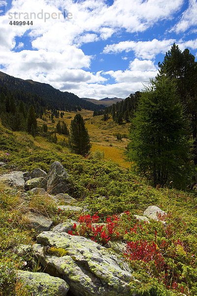 Wolke Baum Tal Herbst Kanton Graubünden Schweiz