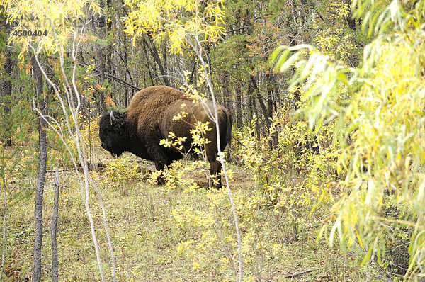 Amerikanischer Bison  Bos Bison  Bovidae Familie  fallen  Herbst Farben  Wood-Buffalo-Nationalpark  Alberta  Kanada