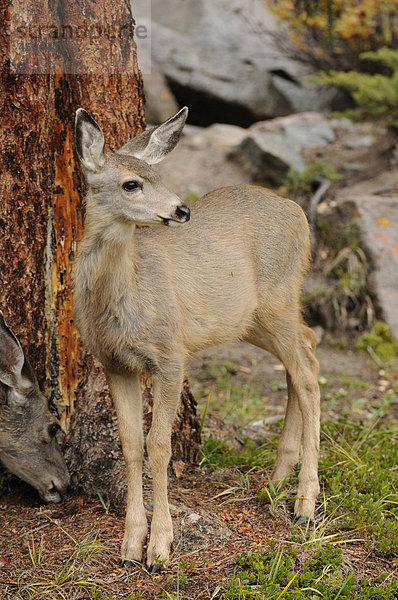 Maultierhirsch  Odocoileus Hemionus  Cervidae Familiy  Reh  Japer-Nationalpark  Alberta  Kanada