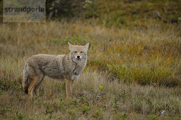 Coyote  Canis Latrans  Canis Familiy  Jasper-Nationalpark  Alberta. Kanada