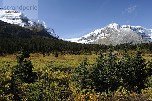 Rocky Mountains entlang Icefield Parkway  in der Nähe von Columbia-Eisfeld  fallen  Herbst Farben  Banff-Nationalpark  Kanada