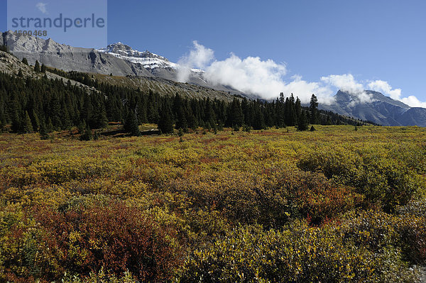 Rocky Mountains entlang Icefield Parkway  in der Nähe von Columbia-Eisfeld  fallen  Herbst Farben  Banff-Nationalpark  Kanada