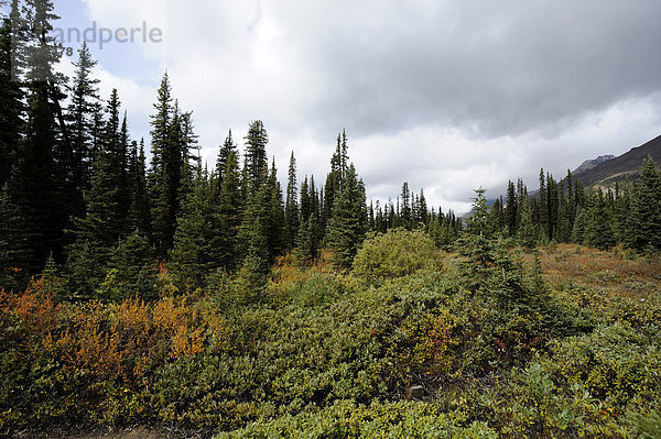 Entlang Icefield Parkway  Bow Pass  fallen  Herbst Farben  Banff-Nationalpark  Alberta  Kanada