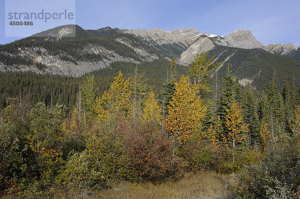 Rocky Mountains  Victoria Cross Ranges  Berggebiet  Wald  fallen  Herbst Farben  in der Nähe von Jasper  Jasper-Nationalpark  Alberta  Kanada