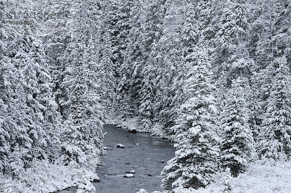 Winterlandschaft  Fluss  Smith-Dorrien Creek  Schnee  Pinienwald  Peter Lougheed Provinz Park  Alberta  Kanada
