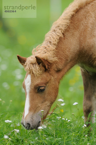 Welsh-Pony grast auf einer Wiese