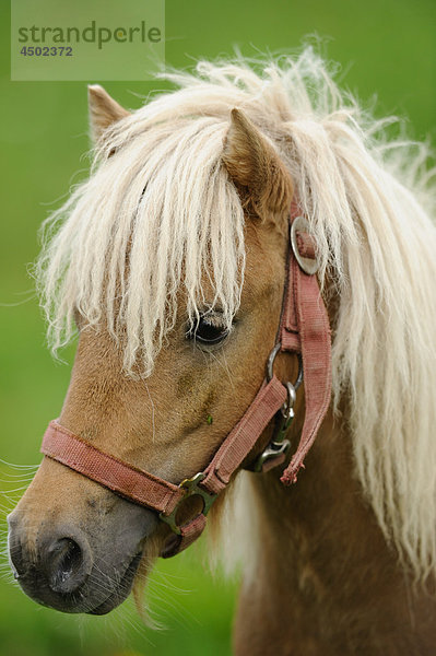 Welsh-Pony  Porträt