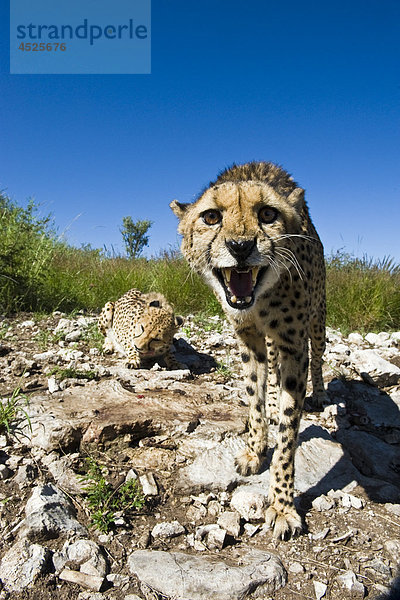 Weiblicher Gepard (Acinonyx jubatus) in Gefangenschaft auf einer Tierfarm in Otjiwarongo  Namibia