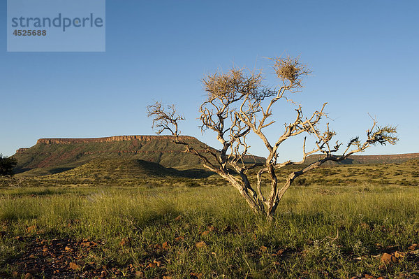 Landschaft mit Etendeka Mountains bei Palmwag  Damaraland  Namibia
