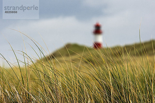 Dünengras und Leuchtturm  Sylt  Schleswig-Holstein  Deutschland  Europa