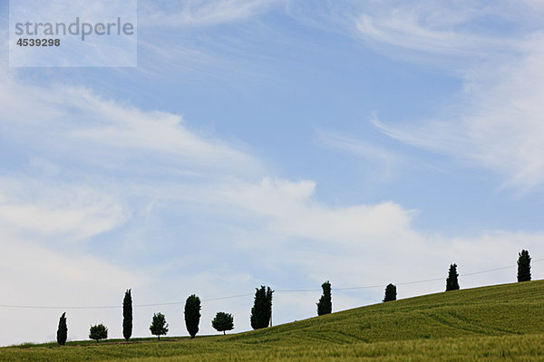 Zypressen in der Nähe von Siena  Italien