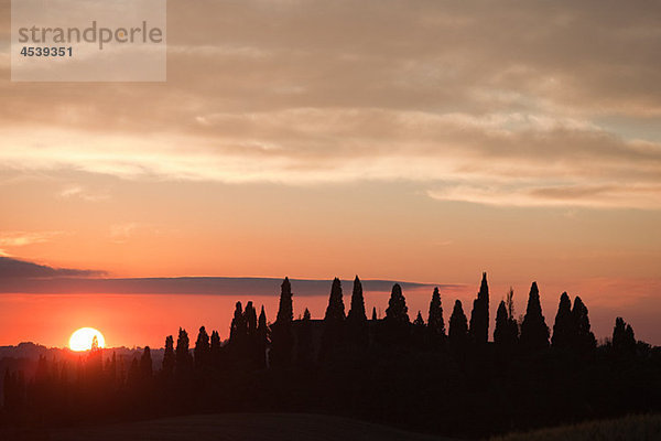 Zypressen bei Sonnenuntergang bei Siena  Toskana  Italien