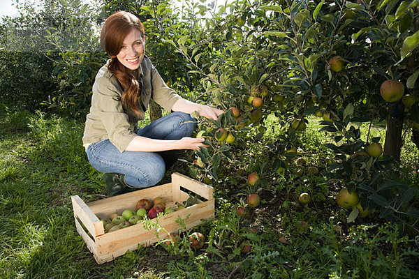 Junge Frau pflückt frische Äpfel