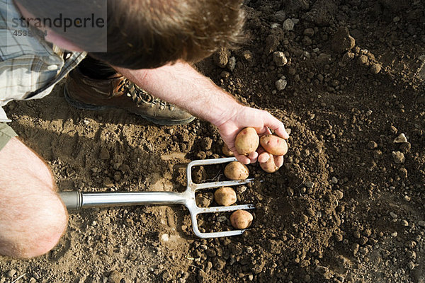 Mann gräbt Kartoffeln mit Gabel