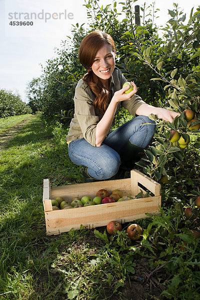 Junge Frau pflückt frische Äpfel