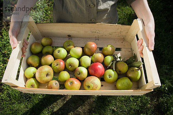 Junge Frau hält Kiste mit frischen Äpfeln