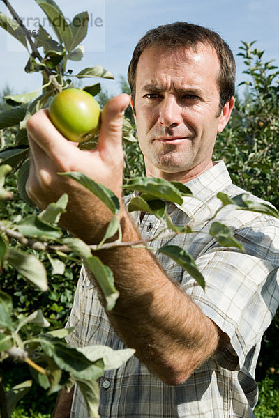 Mann pflückt frische Äpfel
