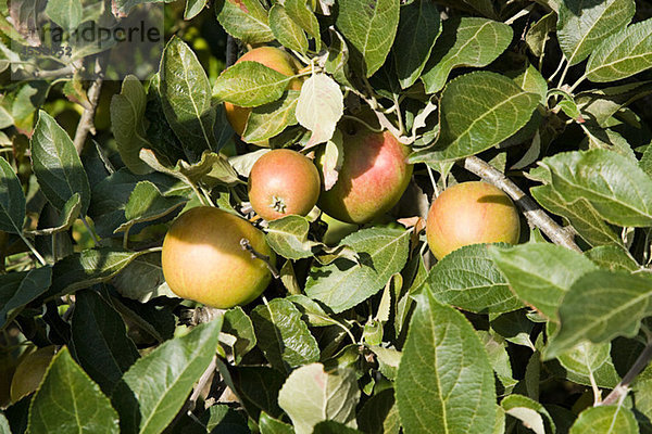 Äpfel im Obstgarten