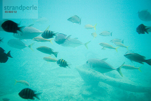 Fisch im Meer  Curacao  Antillen