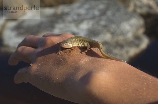 Kleine Lizard auf menschliche hand