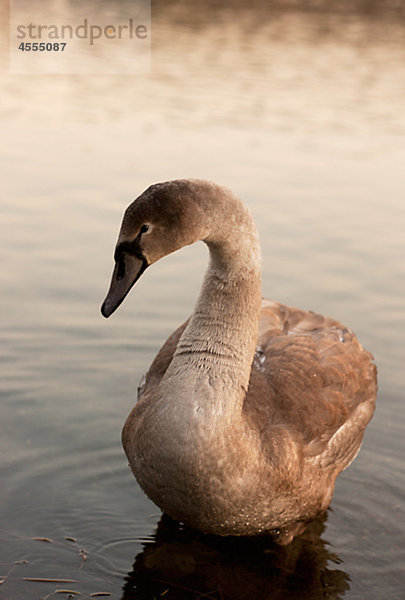 Swan auf dem Wasser treiben