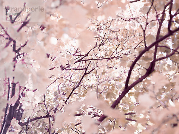 Cherry Tree blossom