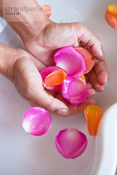 Close up of Hands hält Rosenblüten in spa