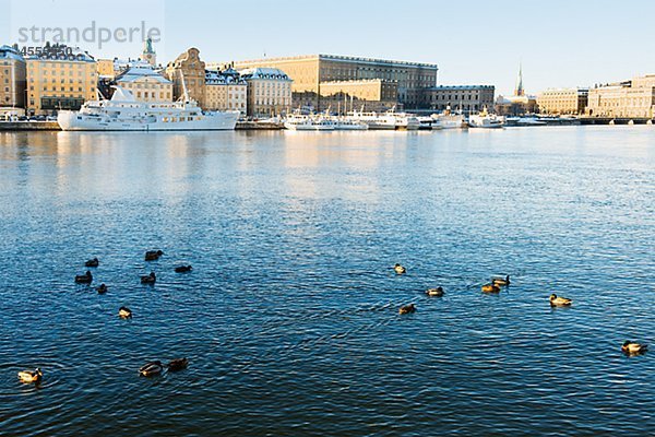 Enten auf See in Stockholm