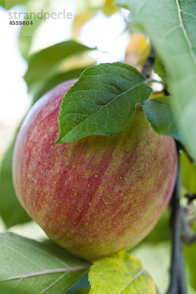 Apfel wächst auf dem Ast