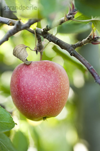 Apfel wächst auf dem Ast