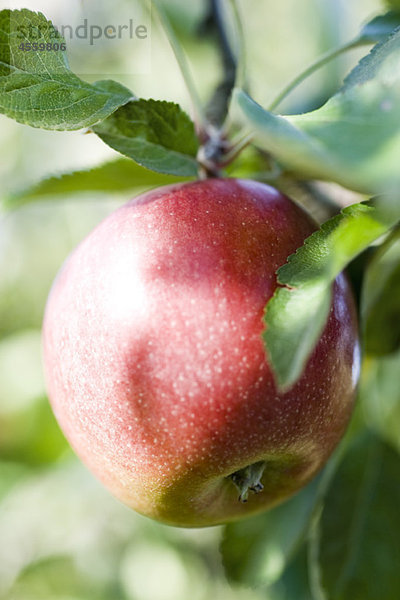 Apfel wächst auf dem Ast