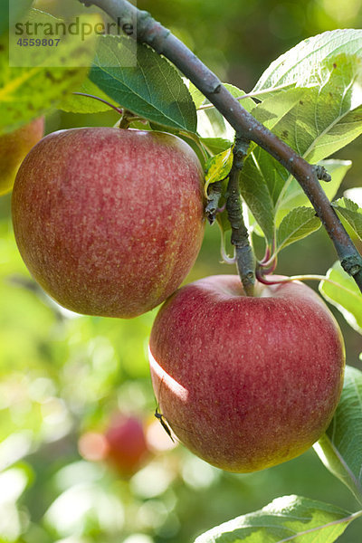 Äpfel  die auf Ästen wachsen