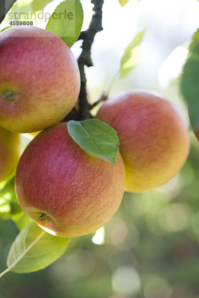 Äpfel reifen am Ast