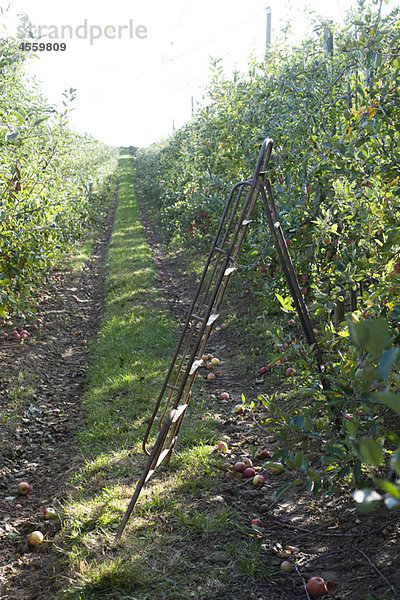 Apfelgarten bei der Ernte