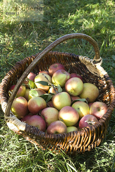 Korb mit frisch gepflückten Äpfeln