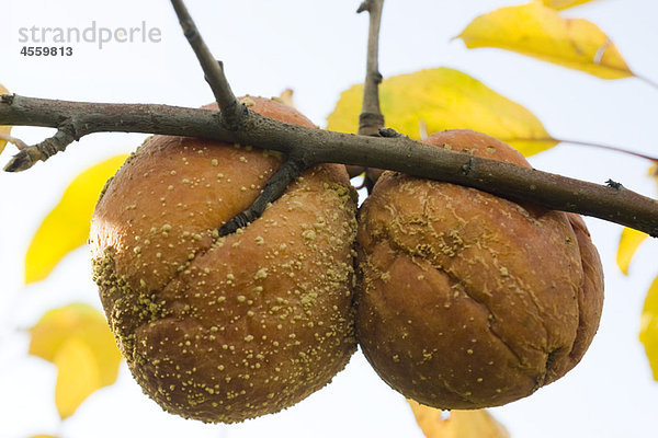 Schimmlige Äpfel verrotten am Ast