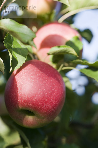 Äpfel  die auf Ästen wachsen