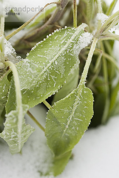 Salbeipflanze mit Schnee bedeckt