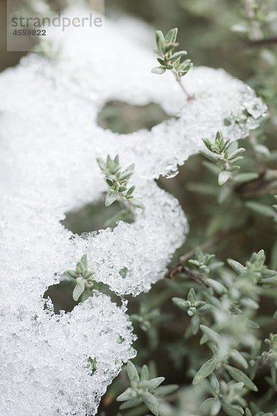 Schnee auf Zweigen der Thymianpflanze