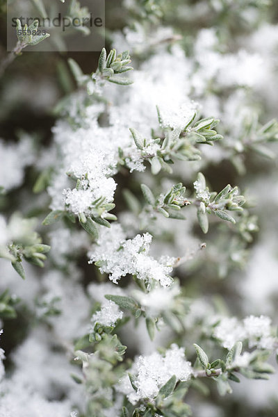 Schneebedeckte Zweige der Thymianpflanze