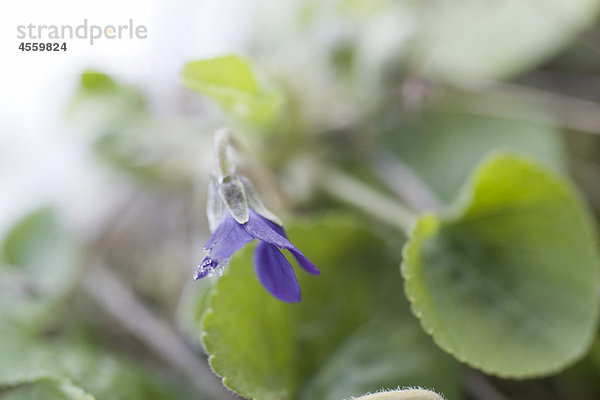 Gefrostete Blütenblätter der violetten Blume