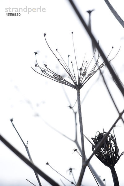 Getrockneter Stiel von Wildblumen